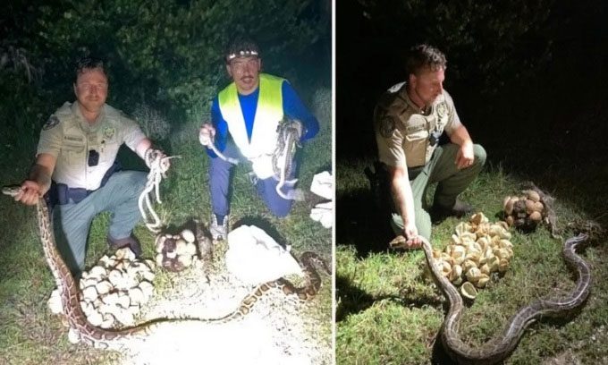 The officers take a photo beside two large python nests.