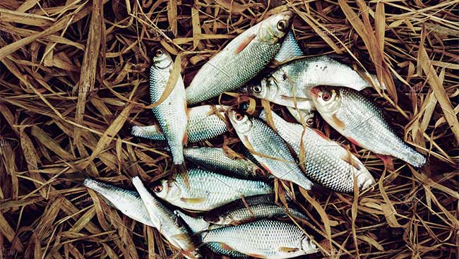Despite being an annual event, no one has actually seen fish fall from the sky.
