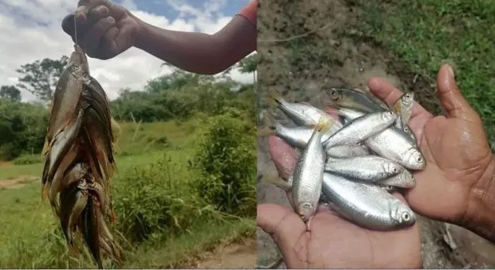 Fish rain at Lluvia de Peces
