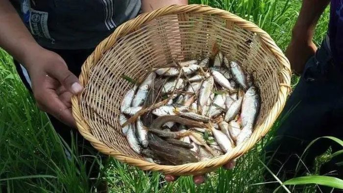 This fish rain occurs between mid-May and June.