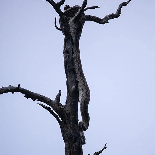Then it leisurely slithered down.
