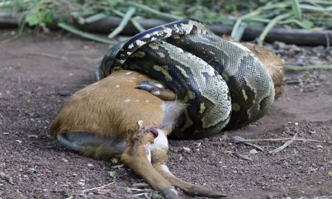 Constrictor snake tightly coils around its prey and squeezes to suffocate it.