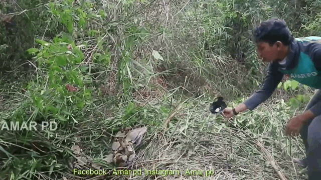 The massive python lunged out and opened its mouth to attack a young man.