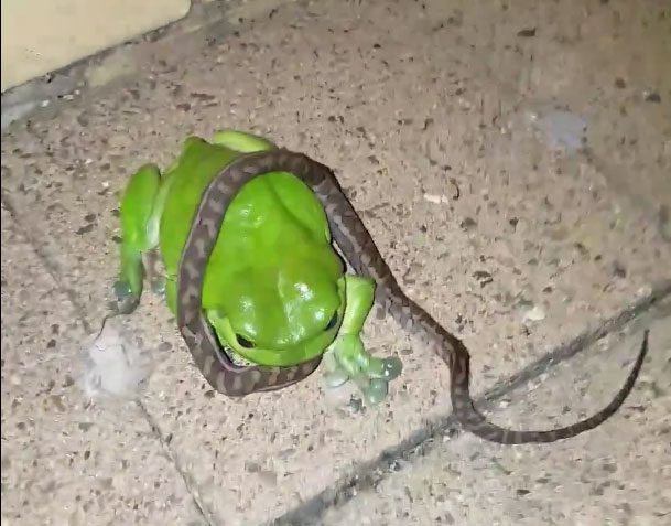 This is a life-and-death battle between a young carpet python and a green tree frog