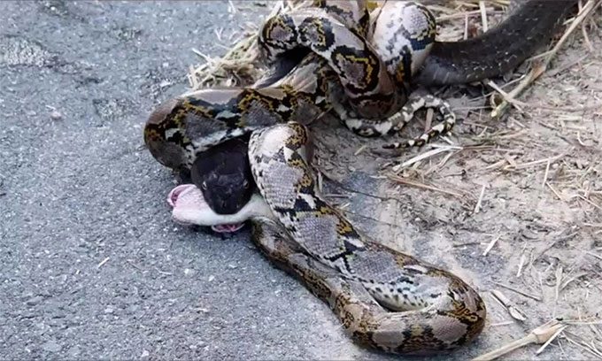 They began their battle from the underbrush and then dragged each other out to the roadside.