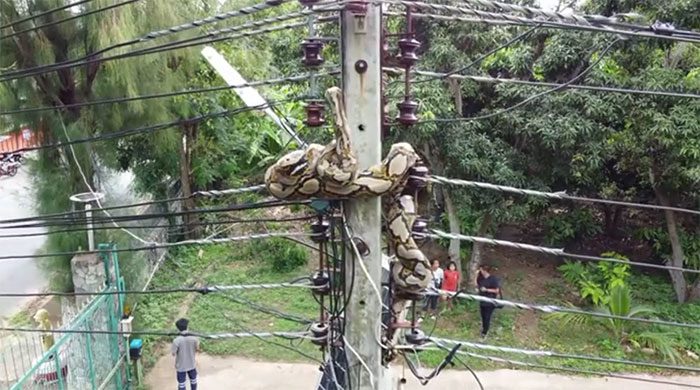Python hanging on the power pole