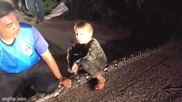 Animal rescuers and boys lifting the python off the ground
