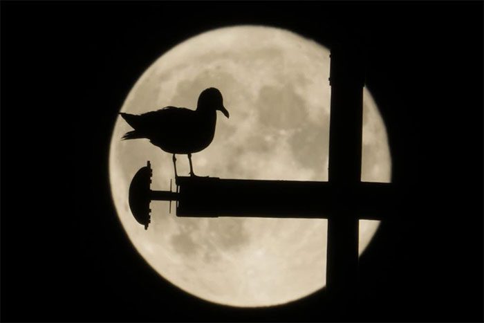 The shadow of a seagull clearly visible under the light of the supermoon in Rome (Italy) on June 15.