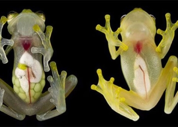 transparent glass frog sees through all the inside body 119570