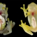 transparent glass frog sees through all the inside body 119570