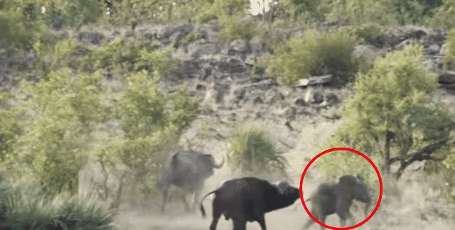 The calf finally escaped from the lions thanks to the help of the buffalo herd