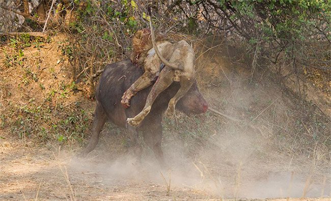 Encounters between lions and buffaloes are often fierce and unpredictable.