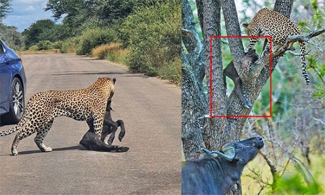 The mother buffalo stood by the base of the tree where the leopard had taken refuge for most of the day, attempting to reclaim its calf.