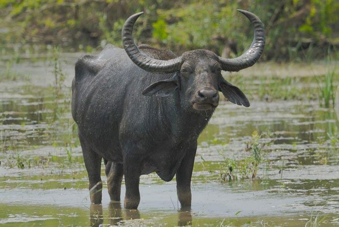 Water buffalo enjoy wallowing in rivers and wetlands