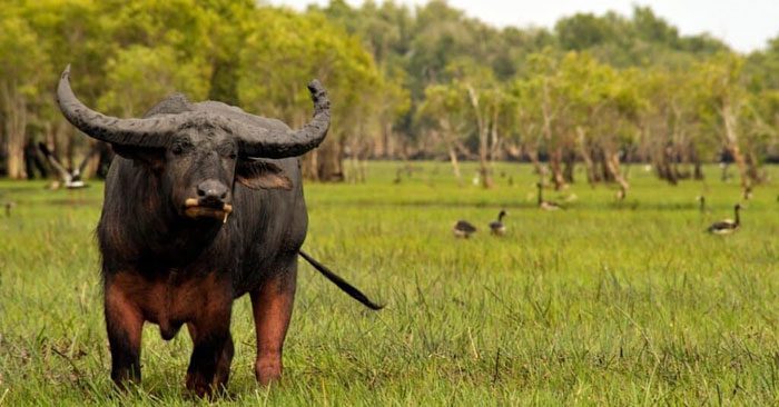 Humans also pose a significant threat to wild water buffalo.
