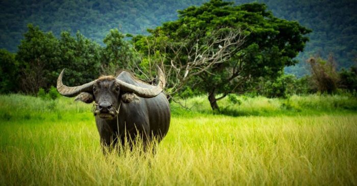 It is estimated that there are over 165 million water buffalo across the planet