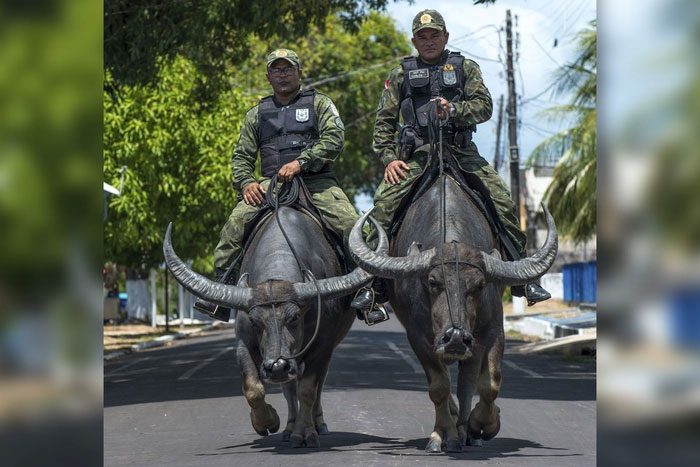 Brazilian military officers ride water buffalo during patrols