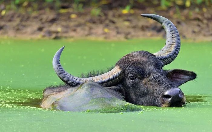 Water buffalo are known as "natural tractors."
