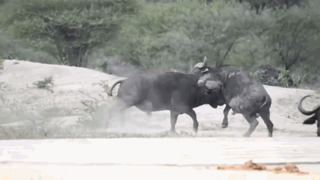 Two male buffaloes charging at each other fiercely.