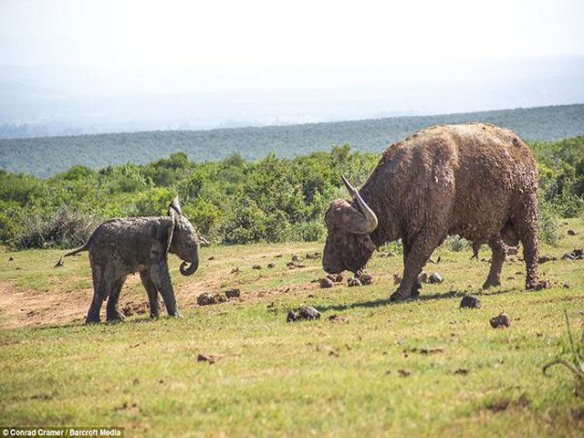 "What’s up, what’s up, what do you like?" the elephant taunts the buffalo.