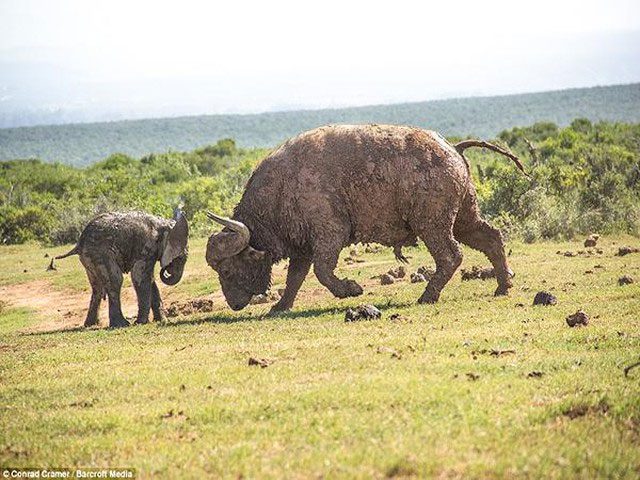 Feeling bold, the buffalo confronts the oblivious elephant.