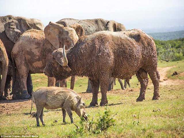 The buffalo continues to drink water after the confrontation.