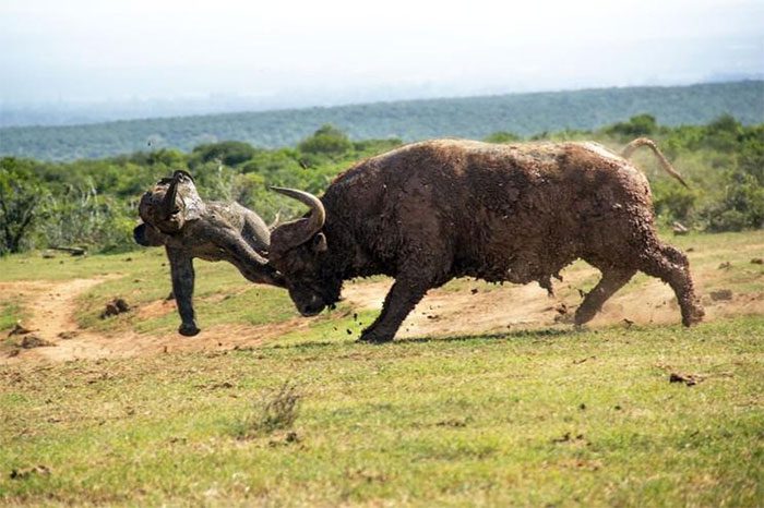 A "match" between two members of the Big Five.