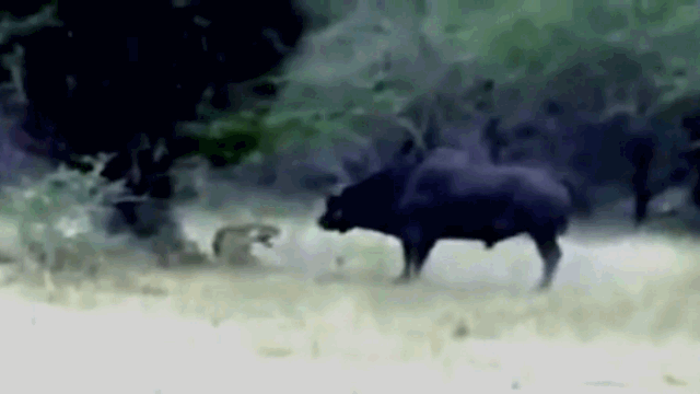 The buffalo charged straight at the lion and delivered a fatal blow.