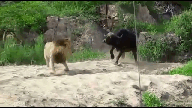The buffalo charges at the male lion.