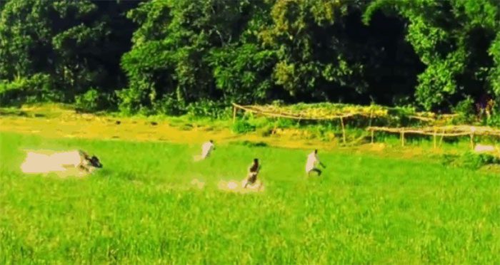 A mad buffalo aggressively attacking several people in a field.