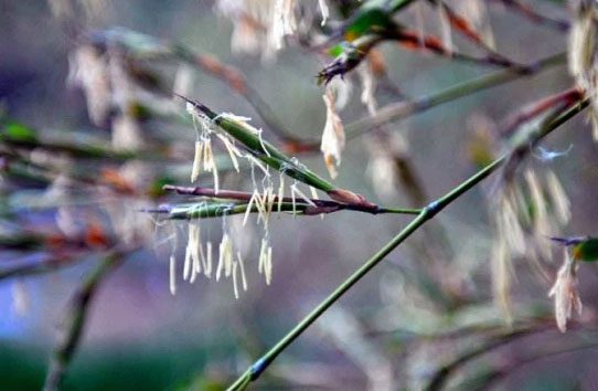 Bamboo flowering