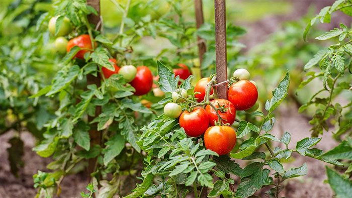 Tomato farming is facing challenges in the U.S.