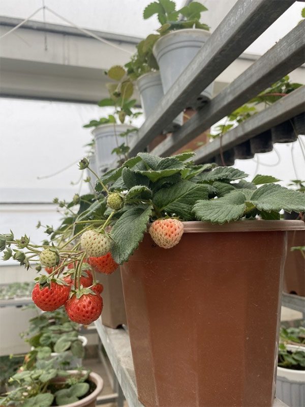 Rooftop strawberries ready for harvest.