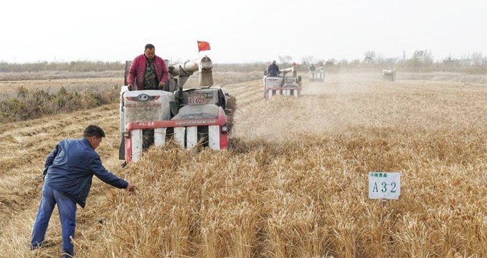 Residents harvesting 'sea rice' at a cultivation facility in Jinghai District, Tianjin