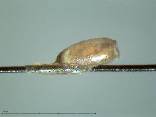 Lice eggs attached to the hair shaft with a special material containing well-preserved DNA