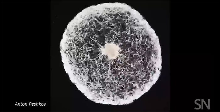 Thousands of vinegar eels swimming in a drop of water under a microscope.