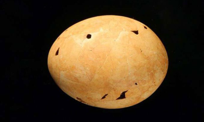 Genyornis Egg