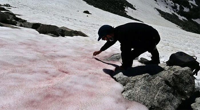 "Watermelon snow" on the Alps