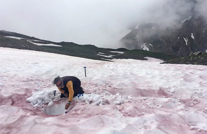 Pink snow on the Alps in 2021