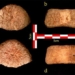 two hundred thousand people 1 5 million years ago unclear type history changed 118733