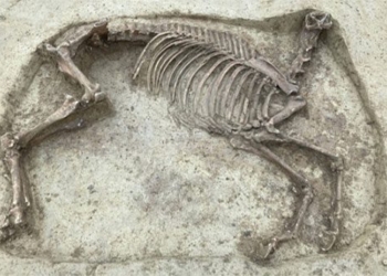 two men 400 years choose same horse no pain 118668