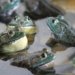 two species of frogs and snakes invade the world loss of 16 billion usd damage 122052