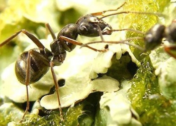 type of ant that can sense cancer smell in humans 119347