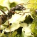 type of ant that can sense cancer smell in humans 119347