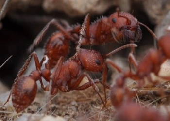 type of ant that helps scientists discover thousands of minerals 121584
