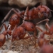 type of ant that helps scientists discover thousands of minerals 121584