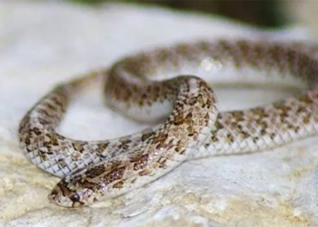 type of bomb snake to prevent venomous bite 119530