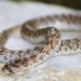 type of bomb snake to prevent venomous bite 119530