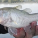 type of fish ready to see eat raising daughter 120449
