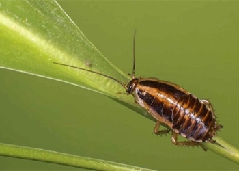 type of pest control sprays that help reduce pests 120363